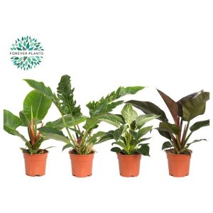PHILODENDRON GEMENGD