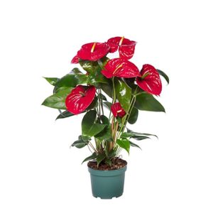Anthurium rouge Nevada