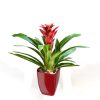 Guzmania rouge Optima