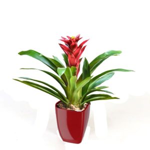 Guzmania rouge Optima