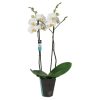 Orchidée Phalaenopsis 2 tiges blanche