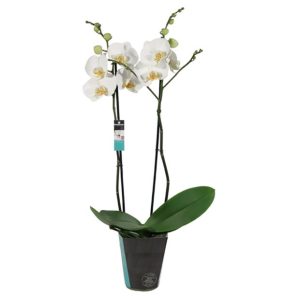 Orchidée Phalaenopsis 2 tiges blanche