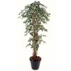 Ficus lianes grandes feuilles panaché