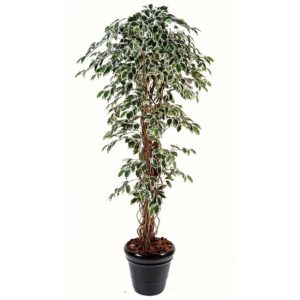 Ficus lianes grandes feuilles panaché