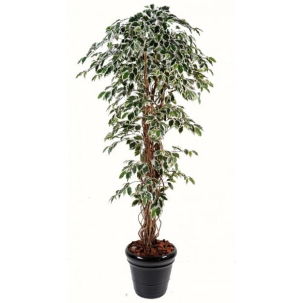 Ficus lianes grandes feuilles panaché