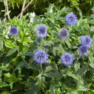 Echinops ritro