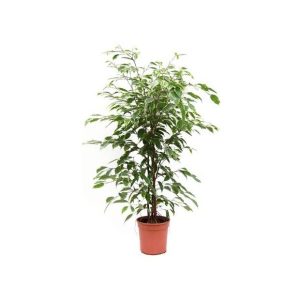 Ficus panaché Golden King