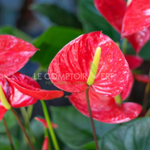 ANTHURIUM MADURAL