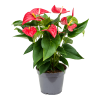 Anthurium Andraeanum Grande Taille