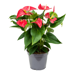 Anthurium Andraeanum Grande Taille