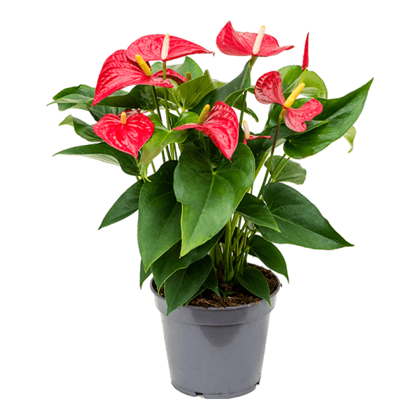 Anthurium Andraeanum Taille Moyenne