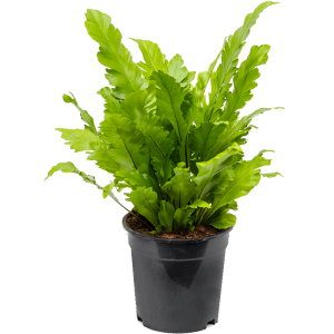 ASPLENIUM NIDUS Taille Moyenne