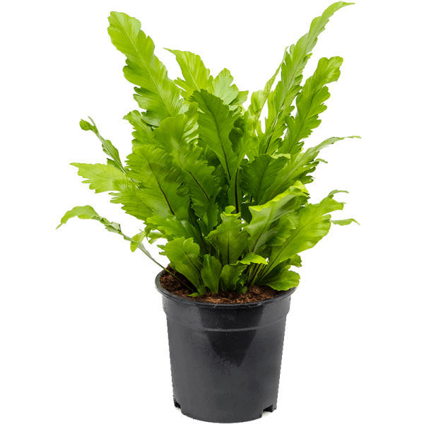 ASPLENIUM NIDUS Taille Moyenne