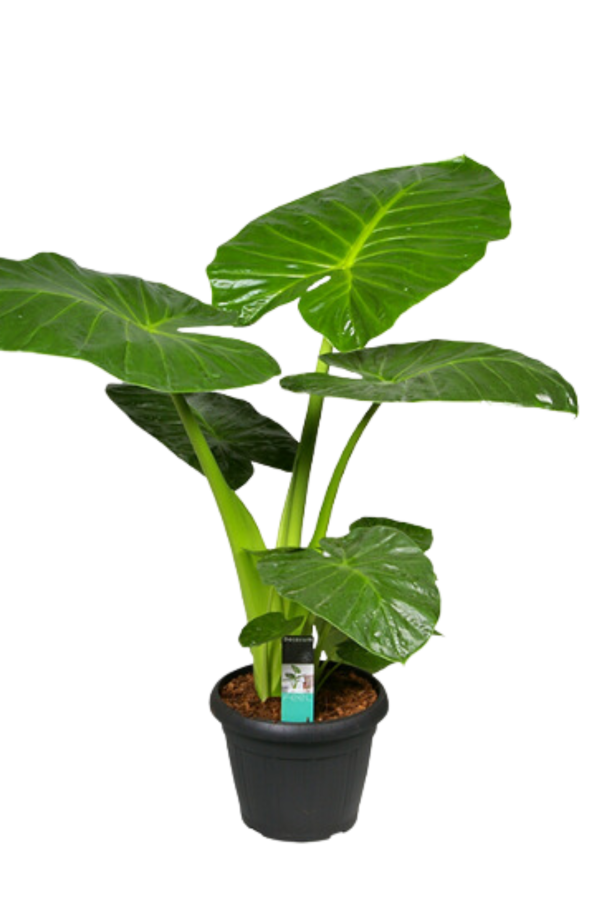 Alocasia Macrorrhiza Moyenne - Image 2