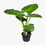 Alocasia Macrorrhiza Moyenne