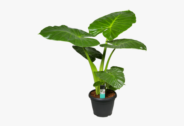 Alocasia Macrorrhiza Moyenne
