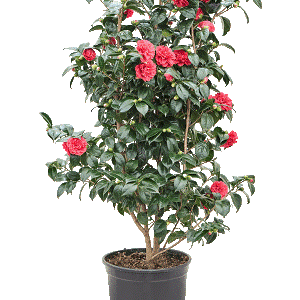 Camellia japonica