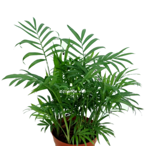 Chamaedorea Elegans