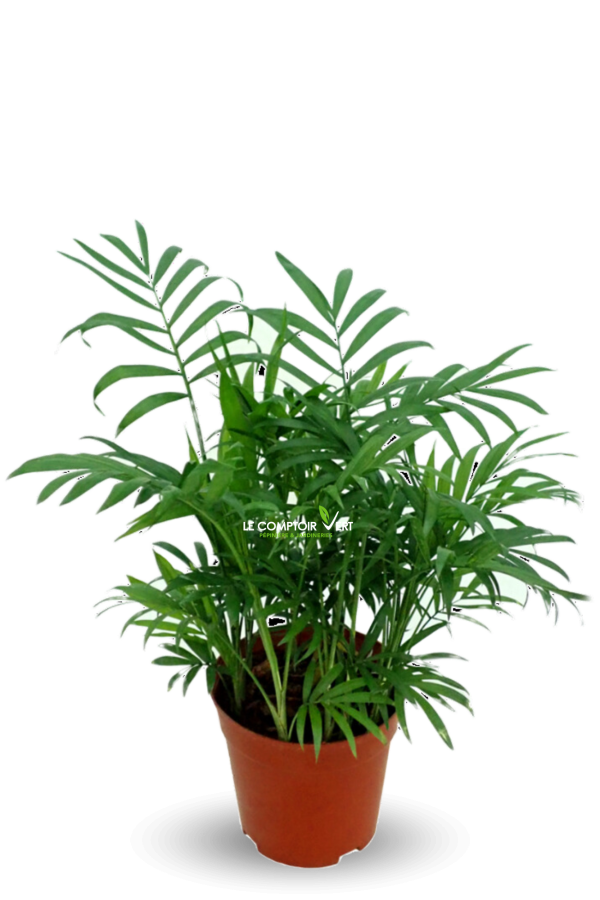 Chamaedorea Elegans