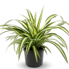 Chlorophytum Comosum