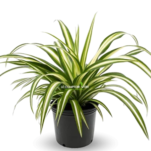Chlorophytum Comosum