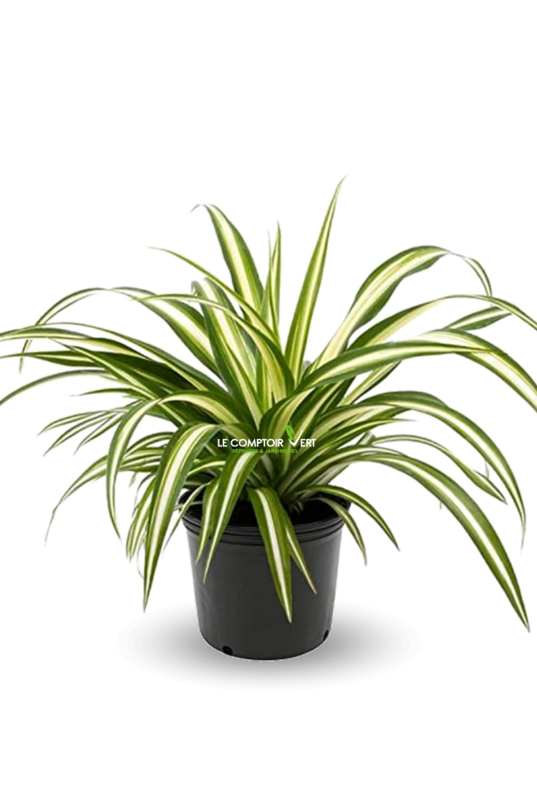 Chlorophytum Comosum