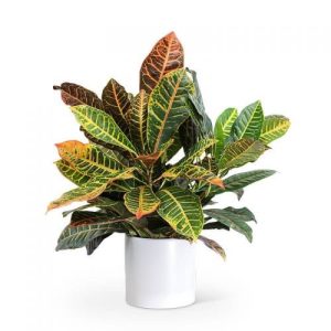 Codiaeum variegatum