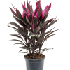 Cordyline Tango