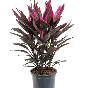 Cordyline Tango