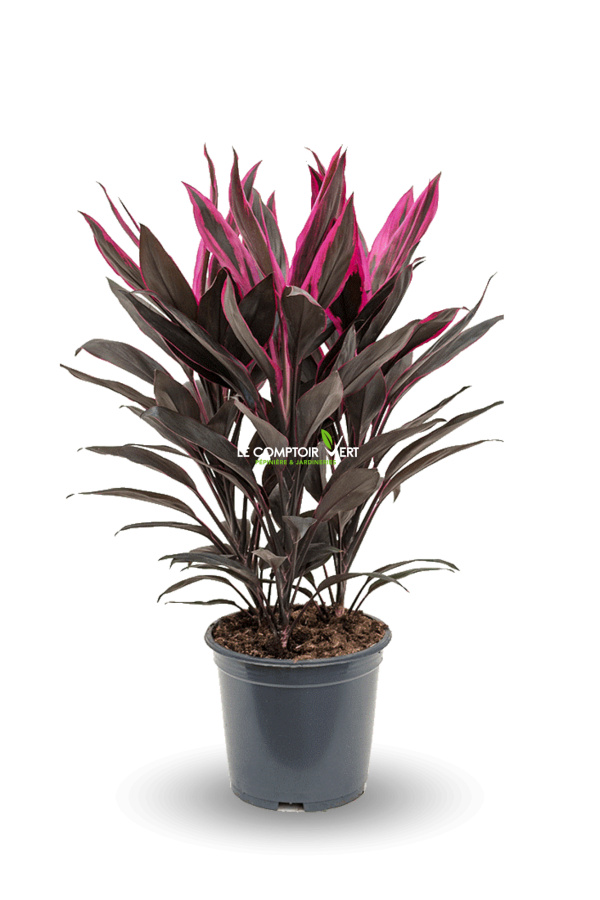Cordyline Tango