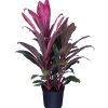 Cordyline Fruticosa