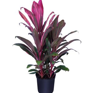 Cordyline Fruticosa