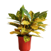 Croton Gold Star