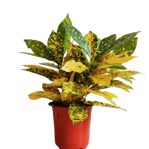 Croton Gold Star