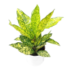 Croton Gold Sun