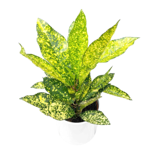 Croton Gold Sun