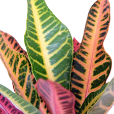 Croton Nervia