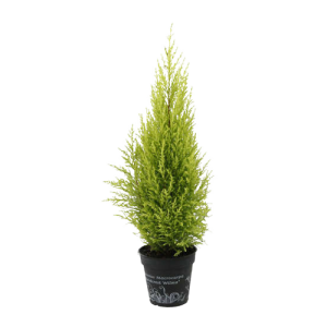 Cupressus Macrocarpa