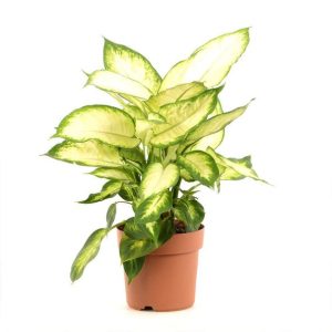 Dieffenbachia Camilla