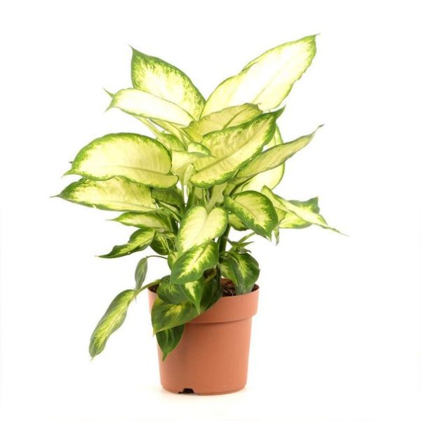 Dieffenbachia Camilla