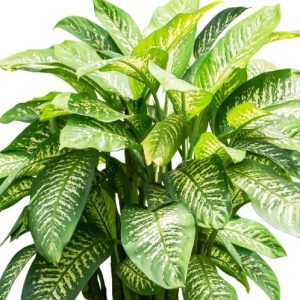 Dieffenbachia Tropic P 19