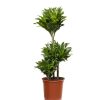 Dracaena compacta