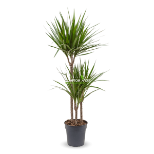 Dracaena Marginata