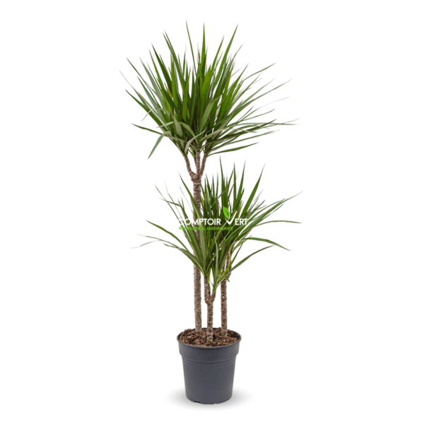 Dracaena Marginata