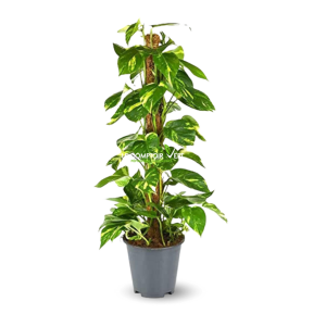 Epipremnum Aureum (Pothos)