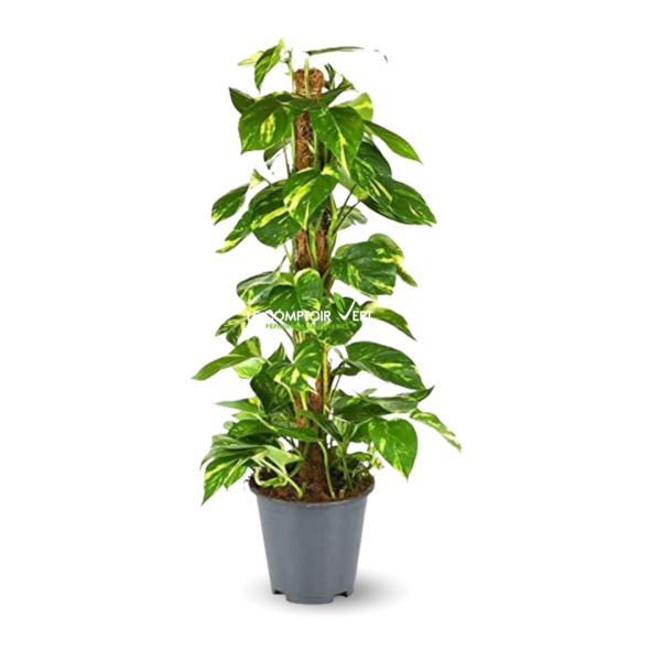 Epipremnum Aureum (Pothos)