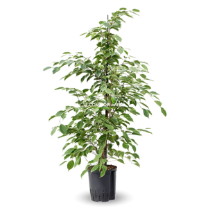 Ficus Benjamina