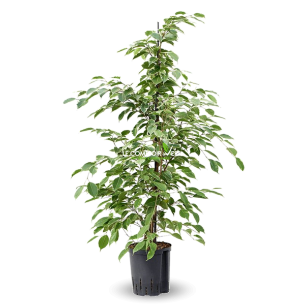Ficus Benjamina