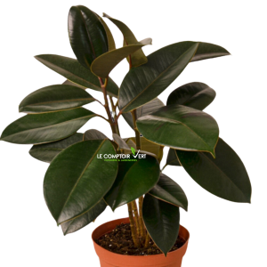 Ficus Elastica