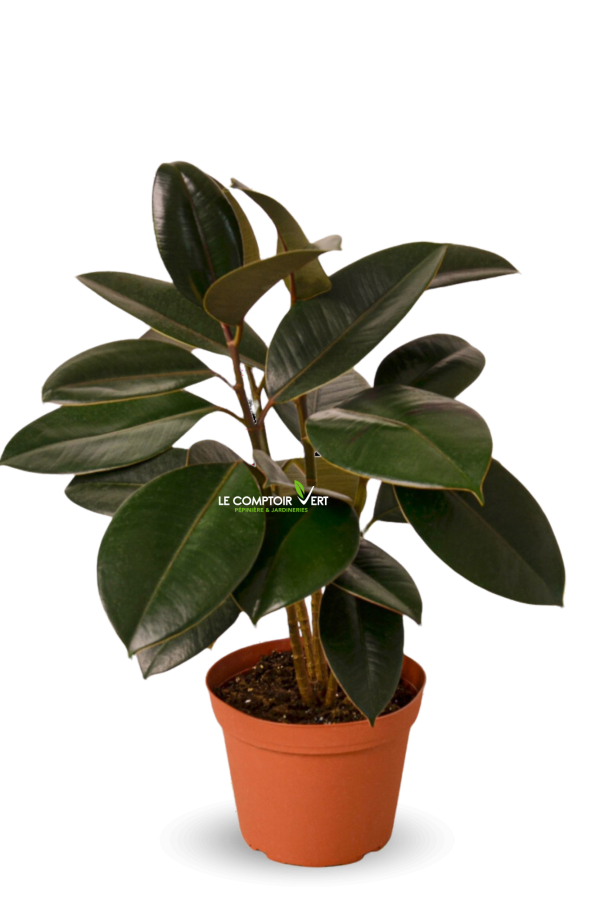 Ficus Elastica